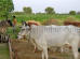 Images of Saharia Organic Resort Jaipur: image 14 0f 14 thumb