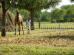 Images of Saharia Organic Resort Jaipur: image 12 0f 14 thumb