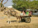 Images of Saharia Organic Resort Jaipur: image 13 0f 14 thumb