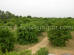 Images of Saharia Organic Resort Jaipur: image 7 0f 14 thumb