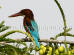 Images of Saharia Organic Resort Jaipur: image 11 0f 14 thumb