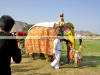 Images of Elephant Festival Jaipur: image 10 0f 24 thumb
